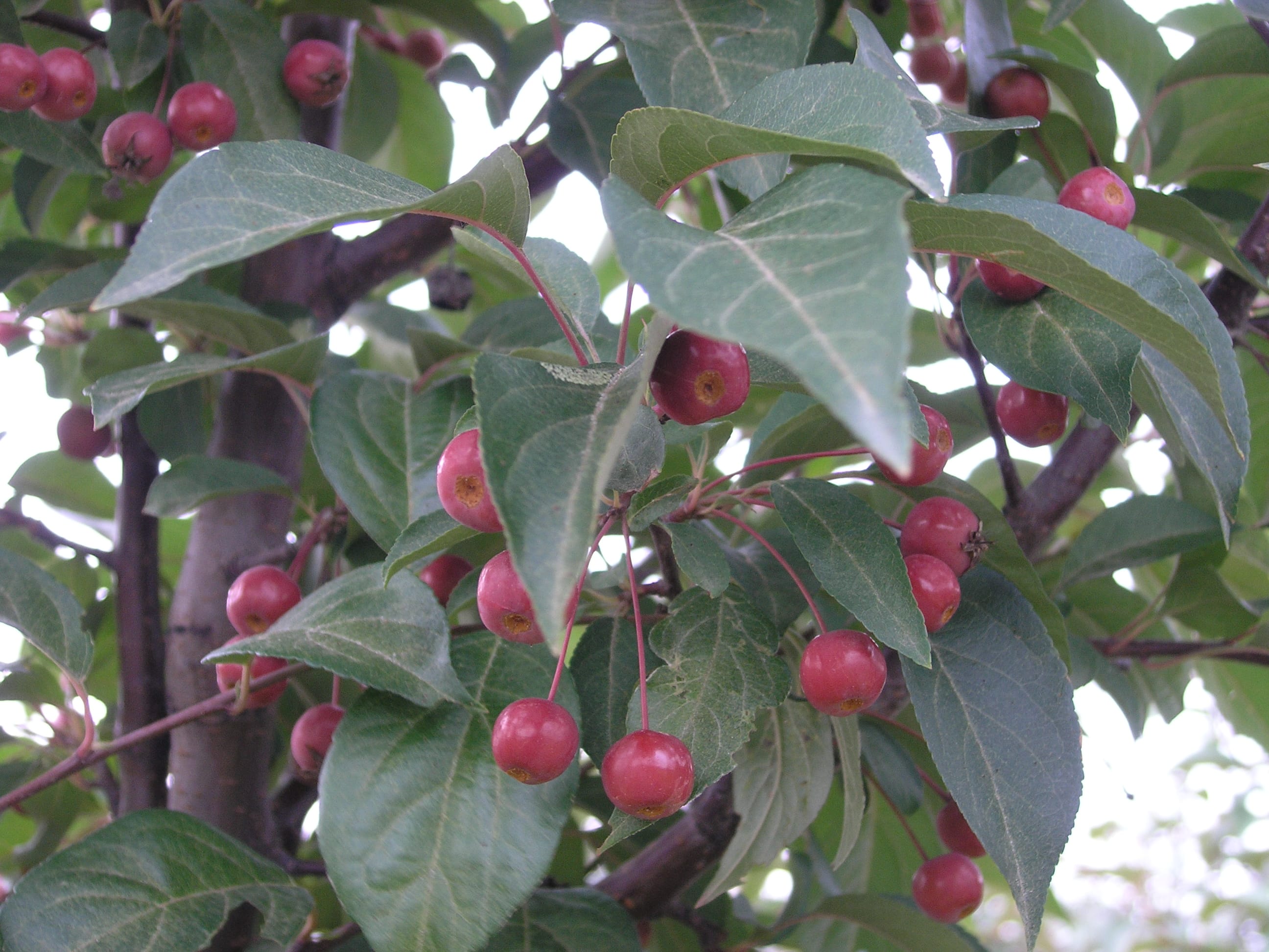 Malus ‘Red Splendor’